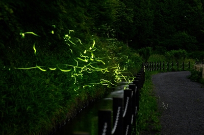 With festival cancelled by virus, Japan fireflies dance alone