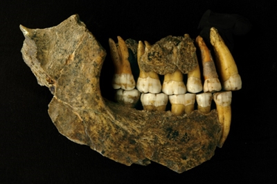 Neanderthals disappeared from Europe earlier than thought, says study