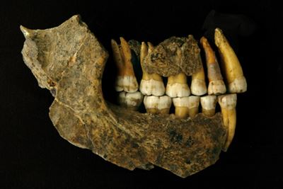 Neanderthals disappeared from Europe earlier than thought, says study