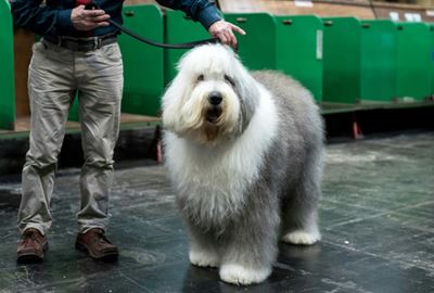 'Dulux dog' breed faces extinction in Britain