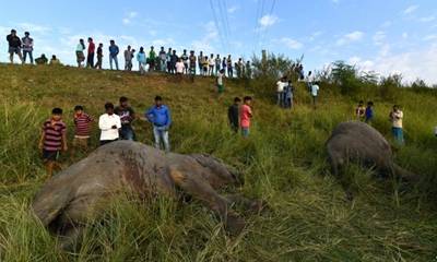 'Plan Bee' gets Indian elephants to buzz off railways