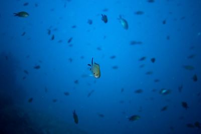 Mysteries and music: Listening in to underwater life  