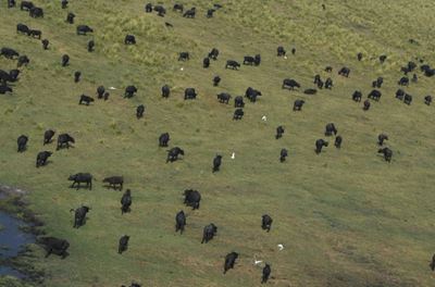 Lions suspected in drowning of 400 buffaloes in Botswana