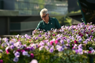 Wimbledon a living English country garden