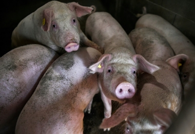 Chinese inflation hits eight-year high as pork prices double
