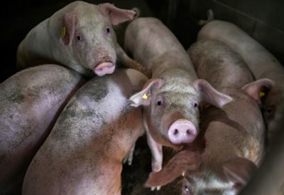 Chinese inflation hits eight-year high as pork prices double