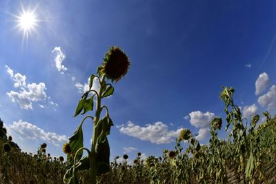 Heatwave scorches Europe