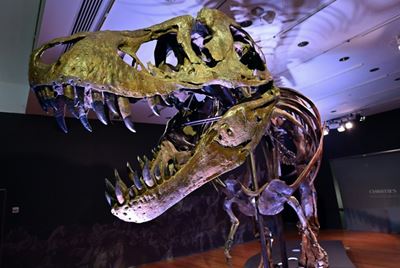 Comet from edge of solar system killed the dinosaurs: study