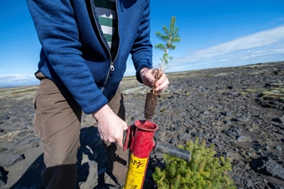 Iceland tries to bring back trees razed by the Vikings