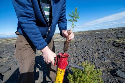 Iceland tries to bring back trees razed by the Vikings