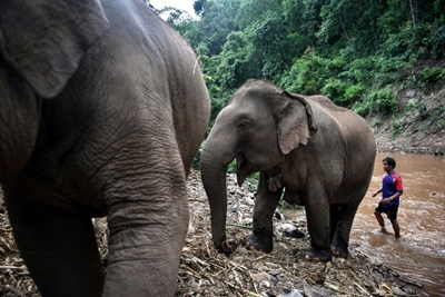 Thai elephants' mass migration to village brings new stress
