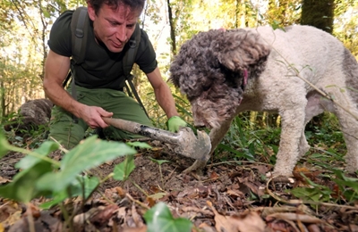 Croatia's truffle hunters seek habitat protection amid climate change