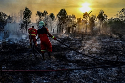 Forest fires destroying vital buffer against climate change