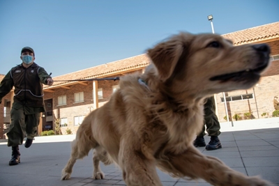 Chilean police train dogs to sniff out COVID-19