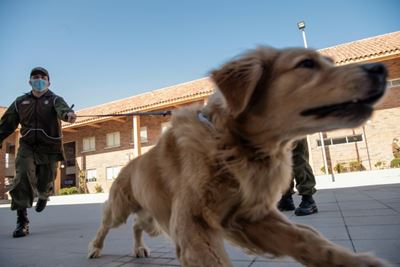 Chilean police train dogs to sniff out COVID-19