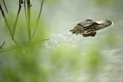 Florida woman pulls alligator from trousers in traffic stop