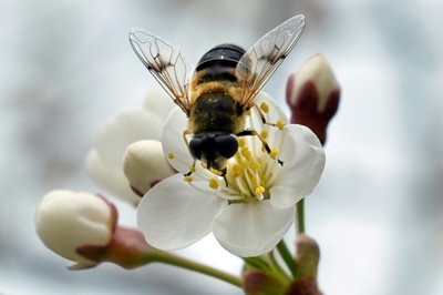 Unsung heroes? How hoverflies play key pollination role