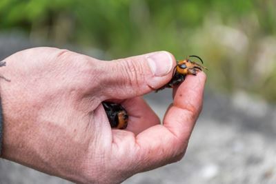 Asian giant hornets spotted for first time in US