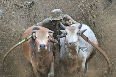 Wet-and-wild ride: Indonesia mud bull races not for faint of heart
