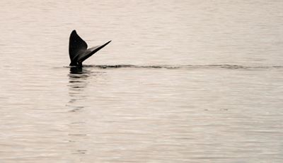 US announces new fishing regulations to save endangered whales