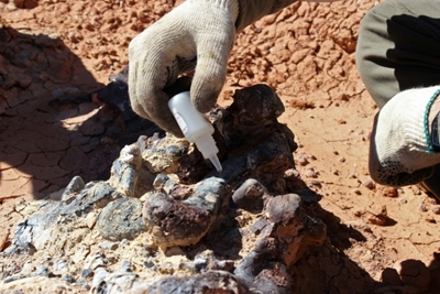 Scientists unearth 220 million-year-old dinosaur fossils in Argentina