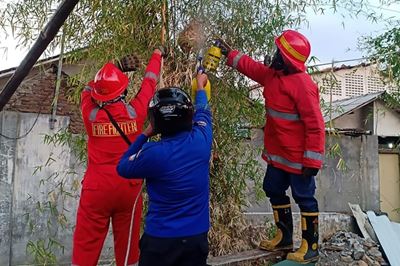 Angry hornets kill 3 in Indonesia