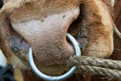 'Justice for Jerry': Runaway bull charms Croatia 