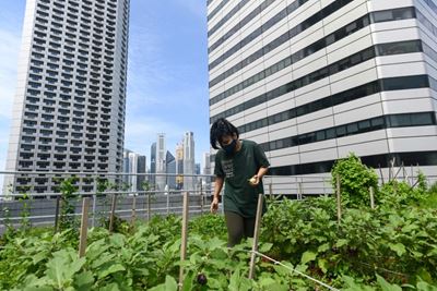 Green shoots: Rooftop farming takes off in Singapore