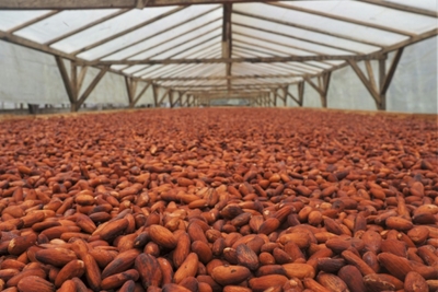 On Africa's 'chocolate islands', cocoa producers target luxury market