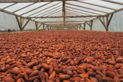 On Africa's 'chocolate islands', cocoa producers target luxury market