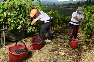 Italy's 'Black Roosters' fight back as virus hit wine sales