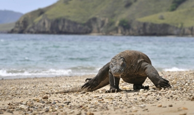 Indonesia eyes komodo dragon island closure to thwart smuggling