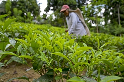 Sri Lanka reverses organic farming drive as tea suffers