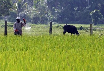 Sri Lanka lifts ban on weedkiller linked to cancer cases