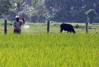 Sri Lanka lifts ban on weedkiller linked to cancer cases