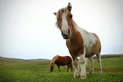 Hot to trot: Shetland ponies prove popular during pandemic