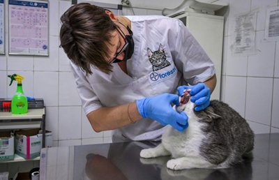 New York cats become first US pets to contract coronavirus