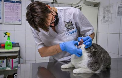 New York cats become first US pets to contract coronavirus