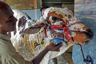 At the cow wash: Pakistanis scrub Eid animals at car cleaners