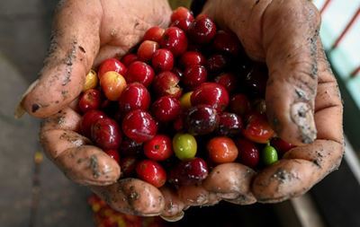 Falling prices rock coffee-growers in Colombia