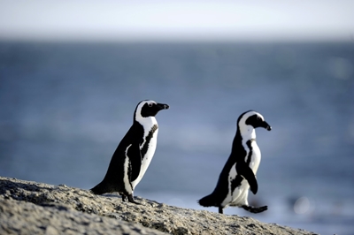 Refuelling under scrutiny as South Africa penguins hit by oil spill