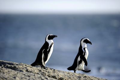 Refuelling under scrutiny as South Africa penguins hit by oil spill
