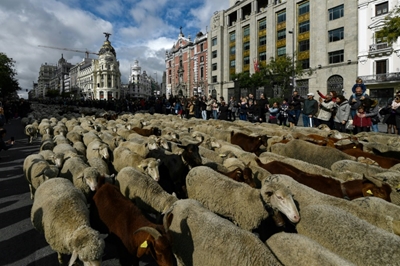 Spanish shepherds guide hundreds of sheep across Madrid