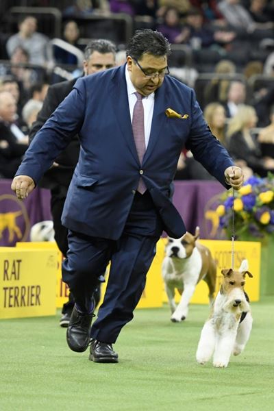 Wire Fox Terrier named Westminster's 'Best in Show'