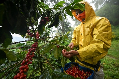 Coffee sector full of beans despite pandemic