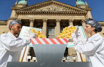 France pledges to end chick culling in 2022