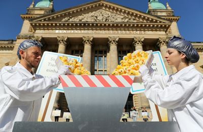 France pledges to end chick culling in 2022