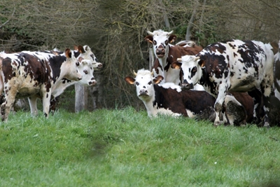 Cheese fans raise a stink over plans for pasteurised camembert