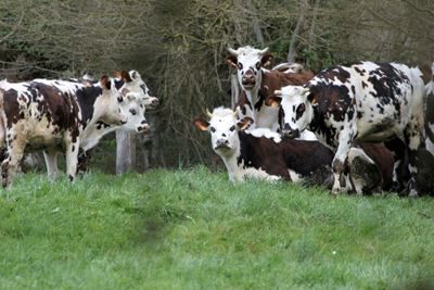 Cheese fans raise a stink over plans for pasteurised camembert