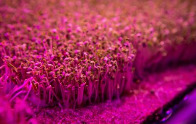 In Brazil, pandemic forces 'pink farm' to get creative